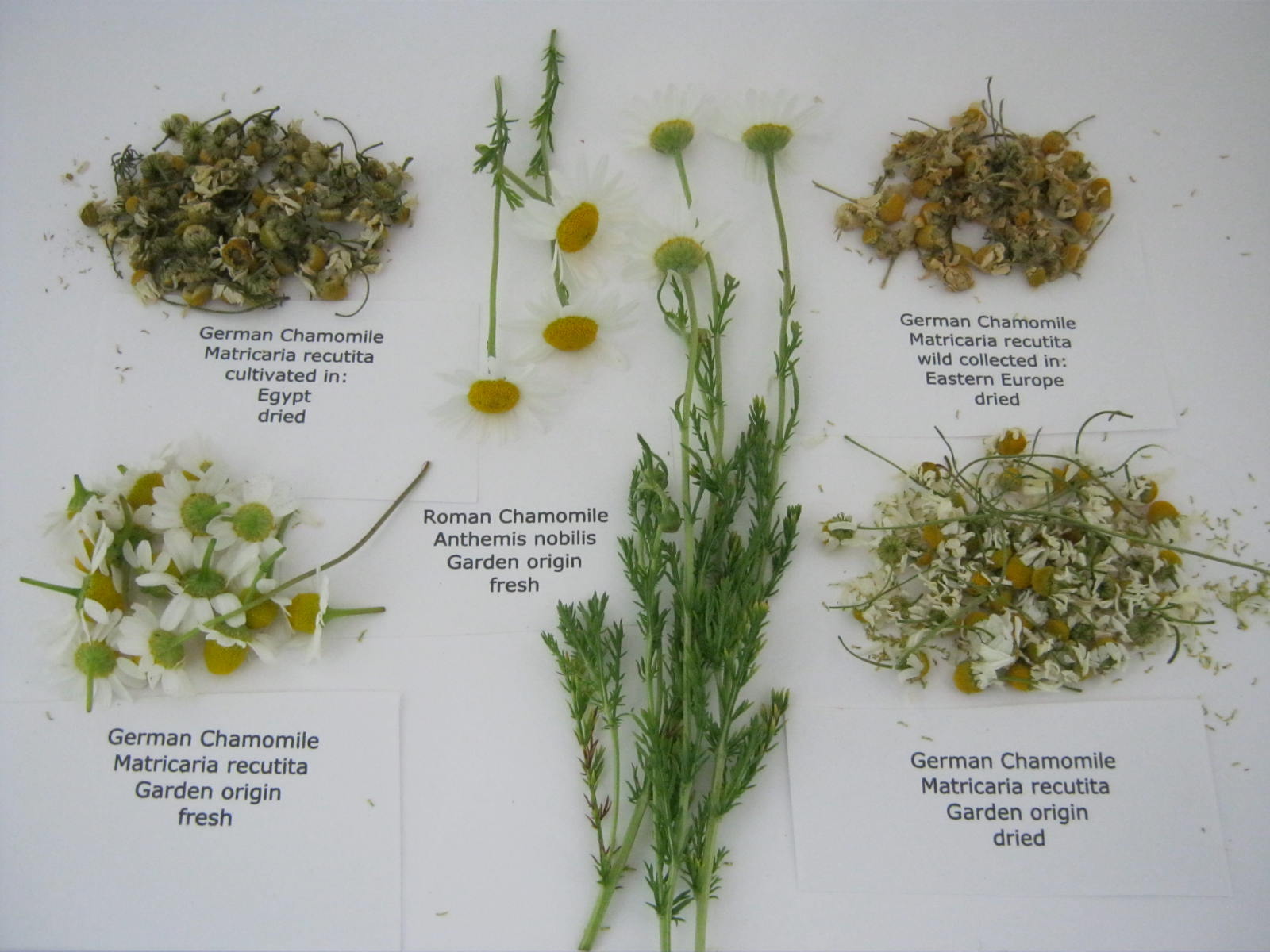Chamomile Flowers Green Cottage Creek